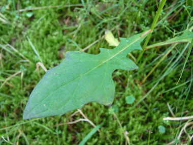 Longues feuilles molles embrassantes et cordées à la base. Les supérieures sont lancéolées et les inférieures ovales. Le verso est glauque. Agrandir dans une nouvelle fenêtre (ou onglet)